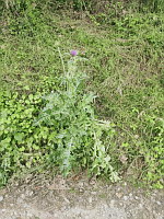 Chardon Marie (photo Mrugala F., Venerieu, mai 2024)(1)